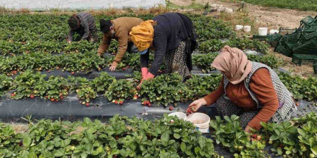 Mersin’de hasat ediliyor, uçak kargoyla Dubai ve Katar’a yollanıyor: Kilosu 75 TL 4